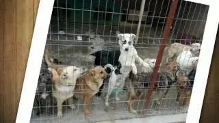 sos chiens de Roumanie