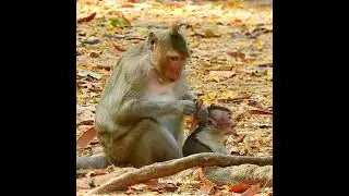 Tearing heart seeing young mother Spring weaning her own baby Shiloh very badly