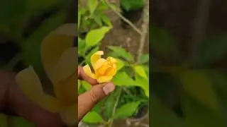 magnolia champaca, Swarn champa plant #shorts