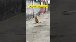 Dog:Is my posture weird?🐶🤣#funny #petsunited #funnypet #pets #petsrule #funnyanimal #animals #usa