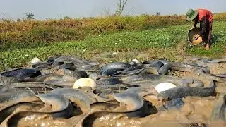BEST Video unique  -A farmer fishing in the rice fields will collect a lot of eggs.