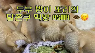 달팽이 두부 밤이 또리의 달쫀쿠 먹방 ASMR 🧆😋🤎