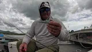 Chasing Jacks when the odds are stacked. Bit of requested bait fishing. 