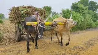 Bullock Cart Sugarcane Load Ride | Bullock Cart Ride