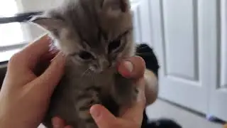 Curious kittens