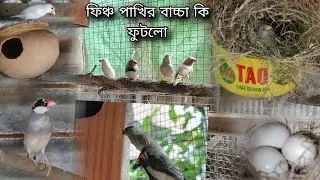 ফিঞ্চ পাখির কি বাচ্চা ফুটলো 