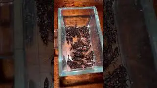 Dracula ants #insects #antscolony #ants