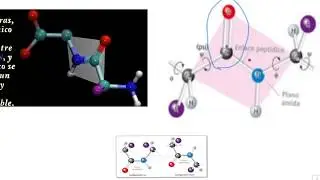 ENLACE PEPTIDICO