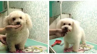 Calm Bolognese Grooming | ASMR Transformation