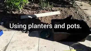 Crocus sativus (saffron corms/bulbs) lifting, sorting, storing, and planting.