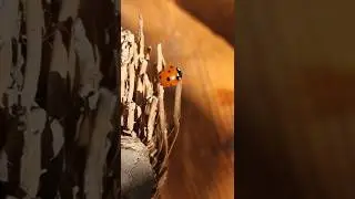 How ladybugs live in autumn: a warm teapot and rays of sunshine.