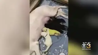 Green Puppy Born Last Week In North Carolina