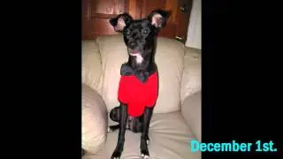 Bruno's 1st adoptaversary