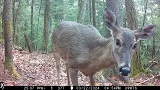 Animal reactions to new trailcam #deer #bear #coyote #wildlife #nature
