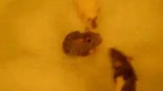 Rat Bath!