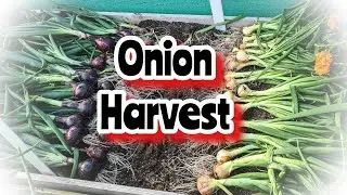 Onion Harvest, Red Baron & Bedfordshire Champion