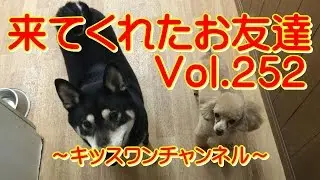 来てくれたお友達　Vol.252【柴犬 服】0557