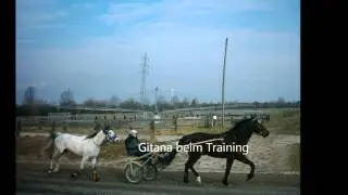 Distanzpferd Gitana 220
