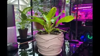 How to Repot a Philodendron Moonlight
