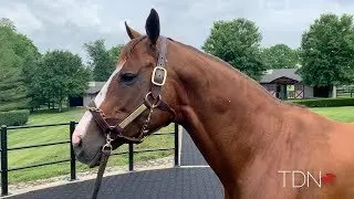 California Chrome: First Yearlings to Sell in July
