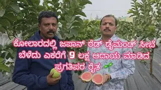 ಕೋಲಾರದ 1.5 ವರ್ಷದ ಜಪಾನ್ ರೆಡ್ ಡೈಮಂಡ್ ಸೀಬೆ ತೋಟ 9 ಲಕ್ಷ ಆದಾಯ ಅತ್ಯಾಧುನಿಕ ತಂತ್ರಜ್ಞಾನ ರೈತರು ನೋಡಬೇಕಾದ ವಿಡಿಯೋ 