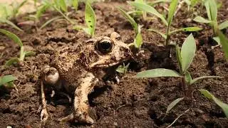 Tremolo sand frog digging (Tomopterna cryptotis)