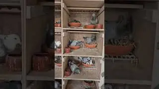 breeding cages homer racing pigeon top quality pairing pearl of the sky