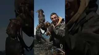 Size isn&rsquo;t everything, but this lobster is 3 feet long and weighs 12 pounds!🦞🤯With @jacob__knowles