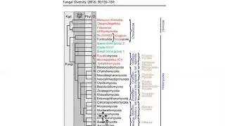 Mycology and Plant Pathology Lecture 11 Zygomycota Mucoromycota