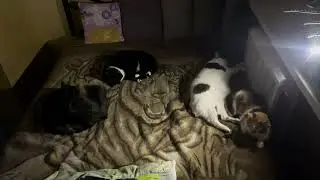 Good evening with cute Cats. Cute Cat video for relaxation and good vibes. Sweet Cat video 4K 