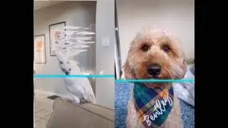 Bouncing Cockatoo fails the Time Warp Scan Filter pet challenge (TikTok [hoda.2021])