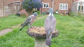 2 pigeons fighting each other