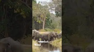 #shorts #elephant #india #wild #srilanka #wasgamuwa#2021  #usa