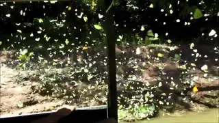 HUNDREDS of Butterflies! Wildlife spectacle.. Amazon Rainforest. Peru.