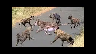 Hyena failed to steal prey from cheetah - python vs mongoose, lion vs crocodile,buffalo,hyena...