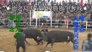 秀吉大宝 VS 丸亀愛同志会　2026/1/2　#徳之島闘牛  #中量級優勝旗争奪戦 #防衛戦