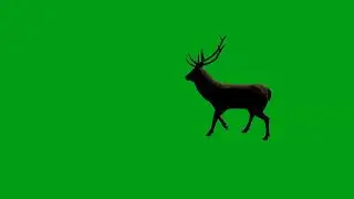 Deer walking green screen video | Copyright Free