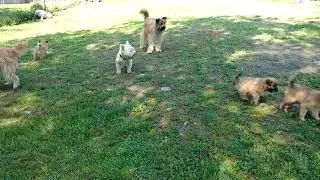 Pyrenean Shepherd puppies 7 weeks