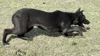 Dagley&rsquo;s Lasso - 6 Month Old Hangin Tree Cowdog