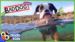 Grumpy Dog Took Our Socks And Towels&hellip;But Why??? | Dodo Kids | Bad Boys & Girls