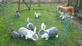 Duitse reuzen   nestje Bo