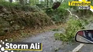 Storm Ali Hits UK and Ireland | Fallen Trees and Travel Disruption