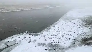 Canadian Geese Migration
