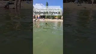 Черная туча #накалинеповсемумиру #music #poodle #2024 #puppy #pets #pop #печенег #пудель #впервые