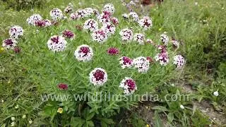 Stellera chamaejasme, a high altitude flowering Himalayan plant, growing with wild spinach in Tibet