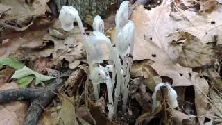 Capital Naturalist: Indian Pipes - Ghost Pipes