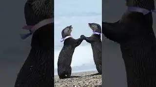 Ballet Dancing Marine Otters