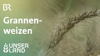 Grannenweizen  f&uuml;r den Klimawandel? | Unser Land | BR Fernsehen
