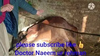 Food poisoning   in cow 🐄   veterinary doctor Naeem ur rehman
