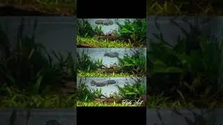 5 Inspirasi Aquascape Untuk Channa #shorts #channa #channaindonesia
